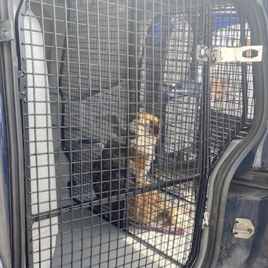 Ford Courier After 3 Animal Transport Conversions