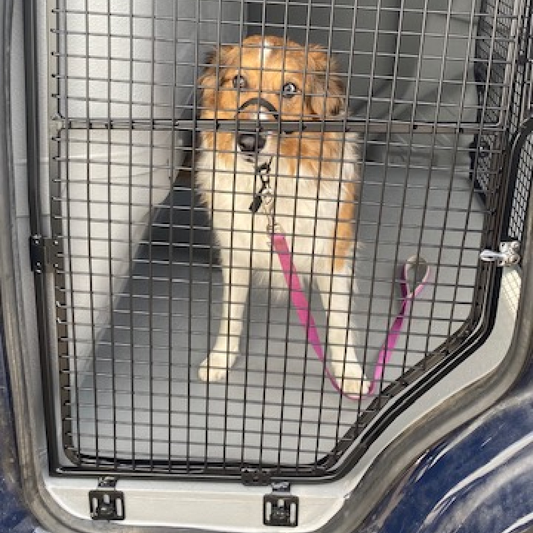 Ford Courier After 4 Animal Transport Conversions
